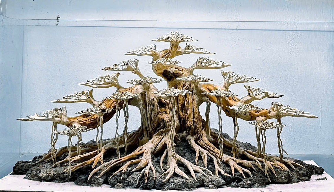 bonsai aquarium