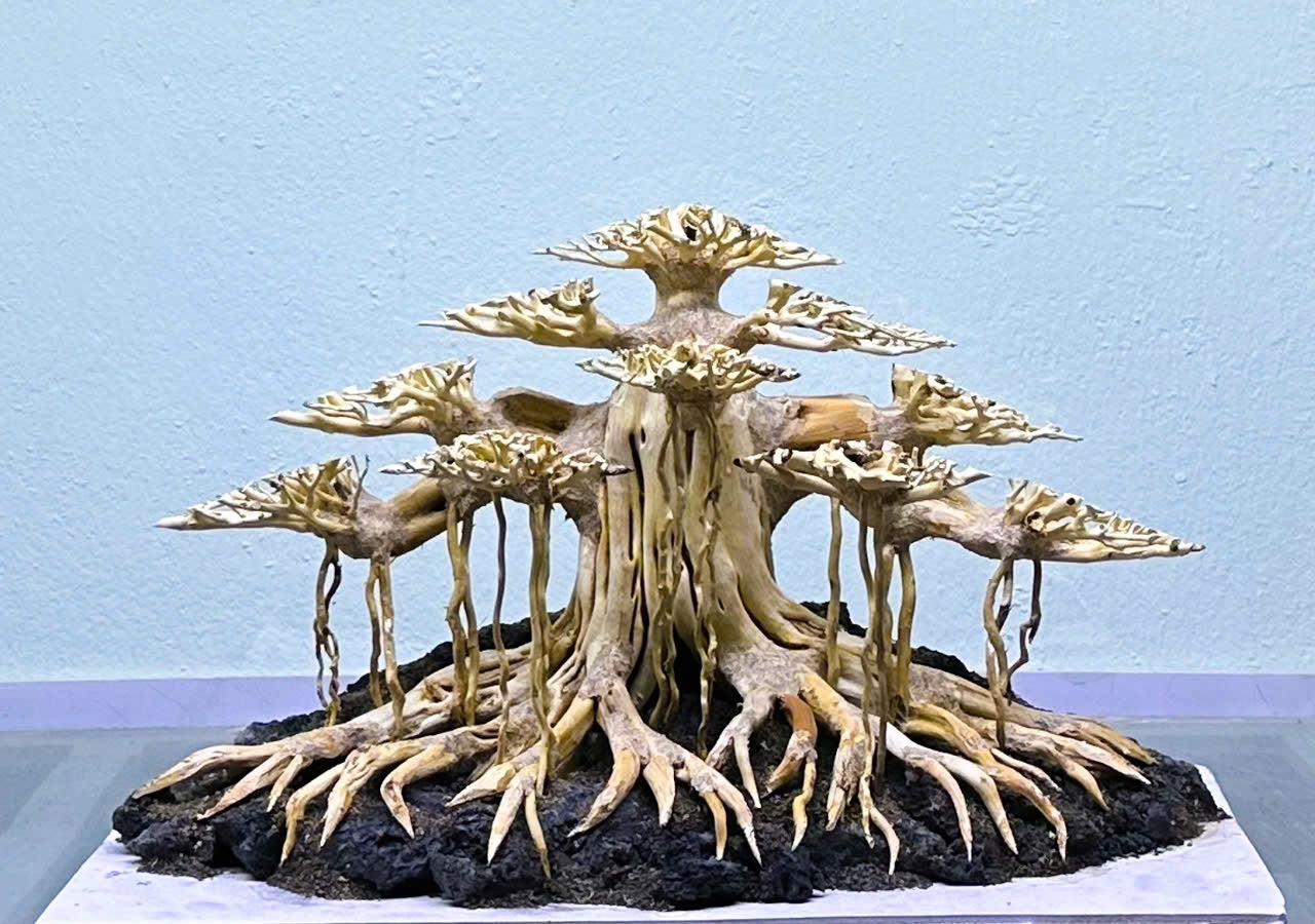 bonsai aquarium