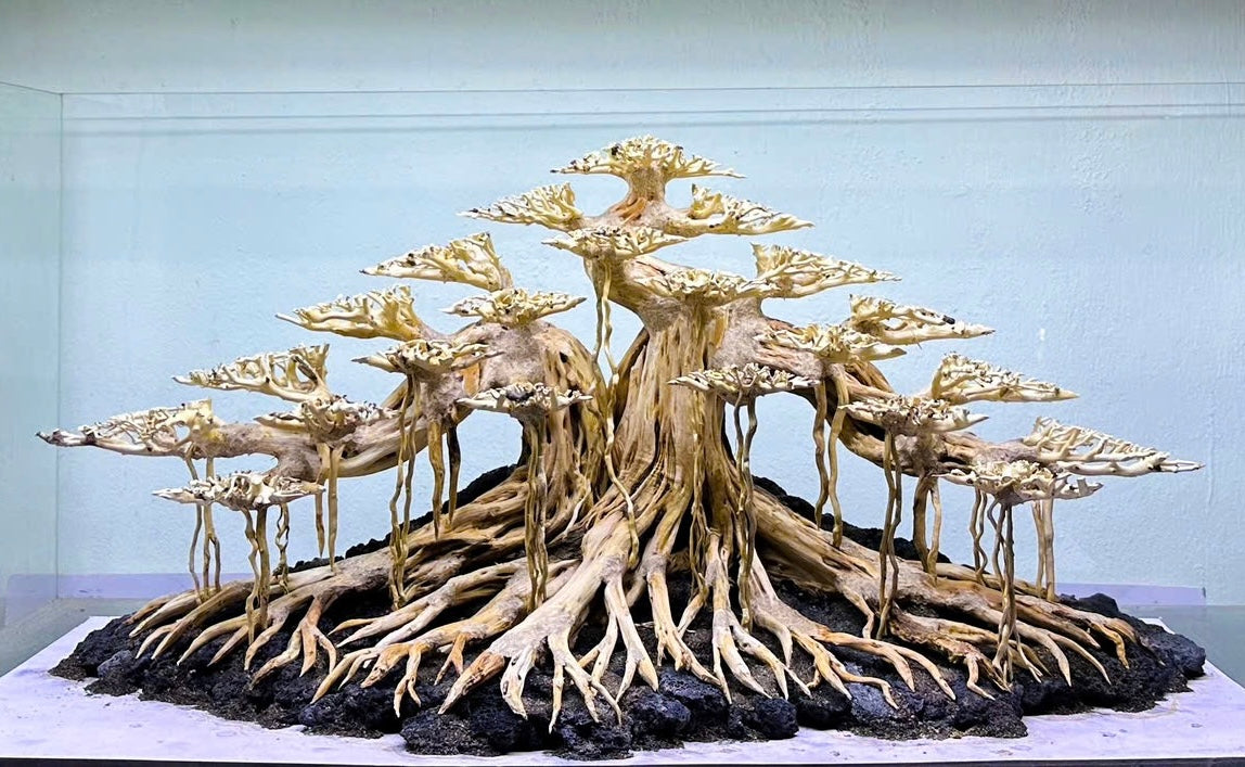 bonsai aquarium