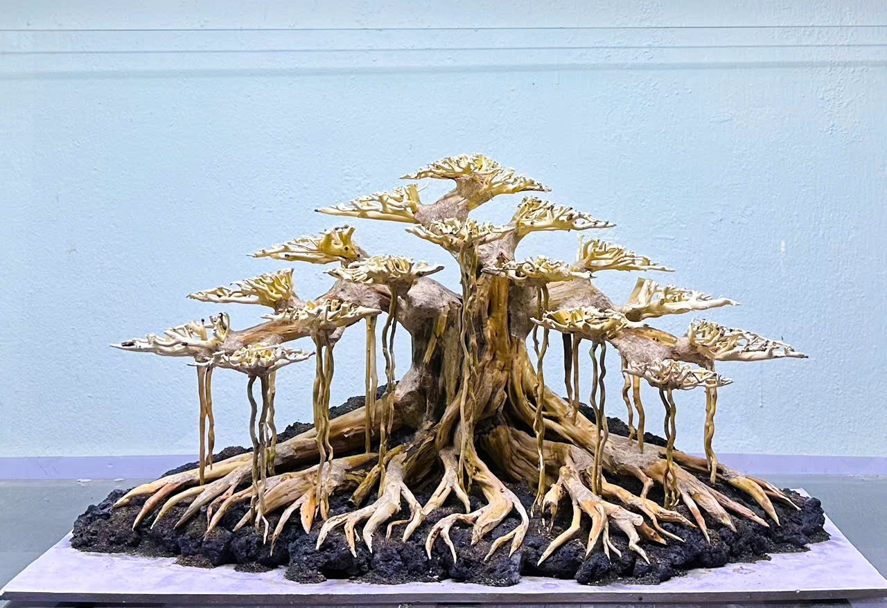 bonsai aquarium