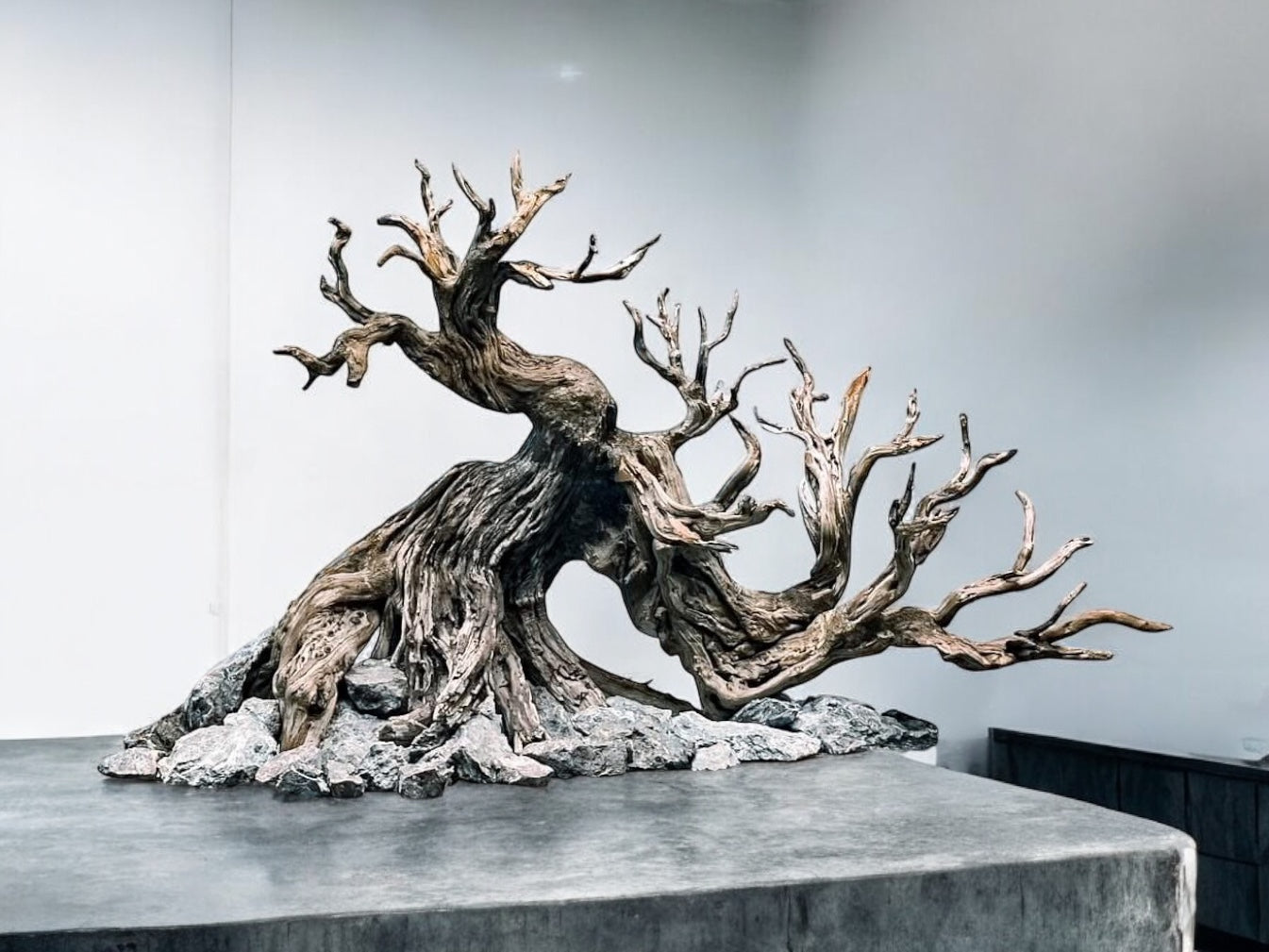 bonsai aquarium