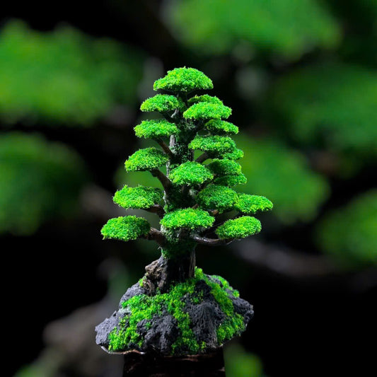 bonsai