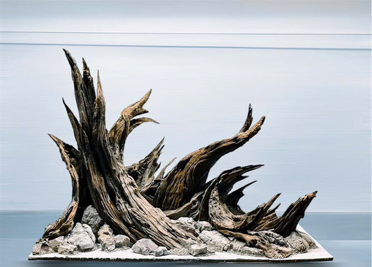 bonsai tree
