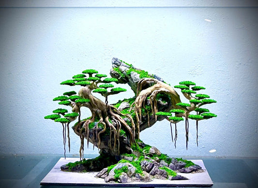 bonsai driftwood