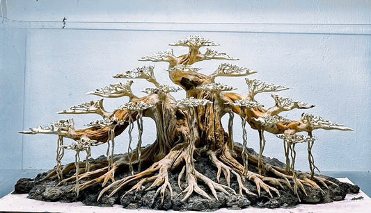 bonsai aquarium