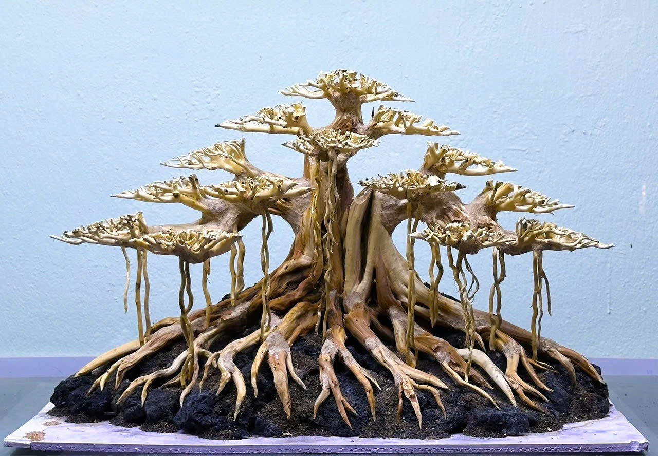 bonsai aquarium