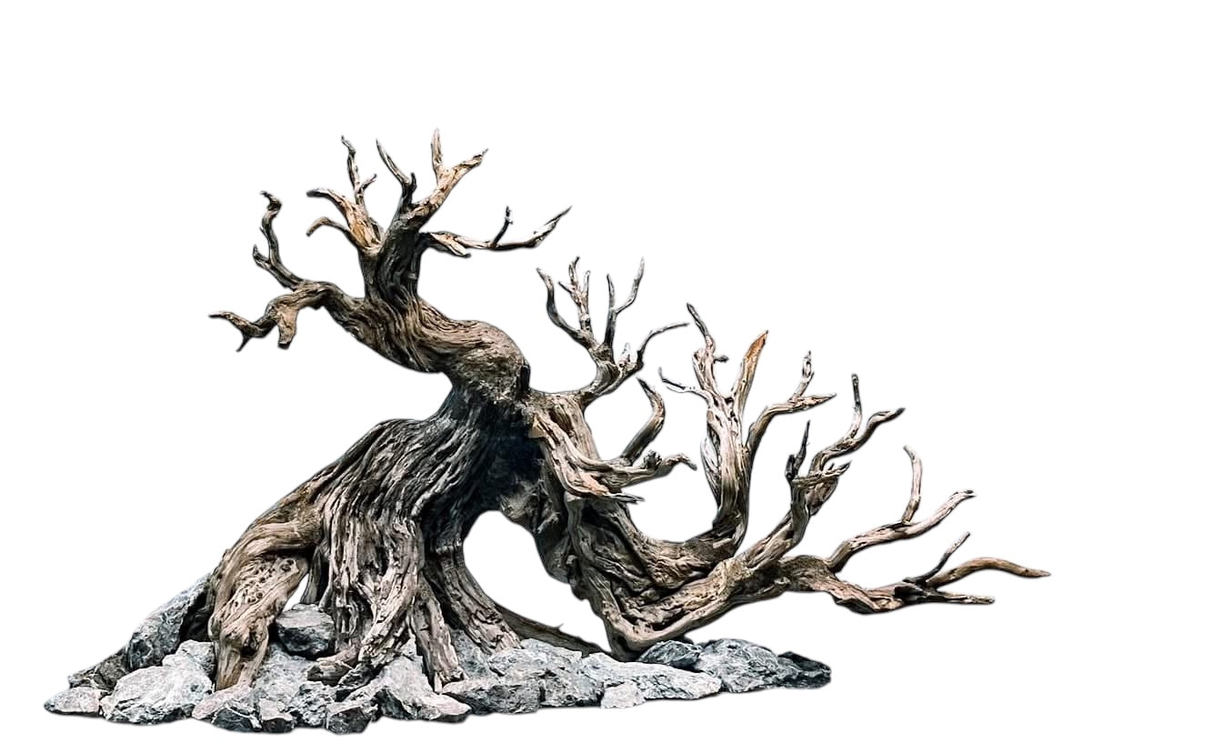 bonsai aquarium